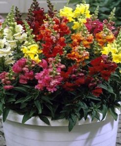 FLORAL SHOWERS - Hoa Mõm Sói